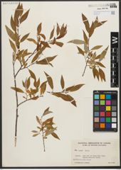 Foto von Salix L.